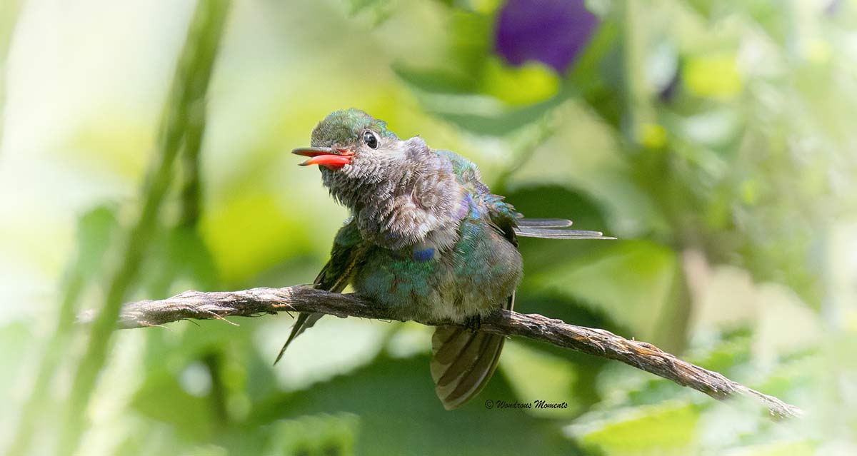 Hummingbird Presentations Sedona Hummingbird Festival