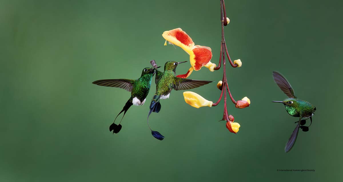 Hummingbird Sedona Hummingbird Festival