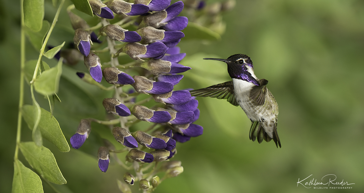 Hummingbird Garden Tours Sedona Hummingbird Festival