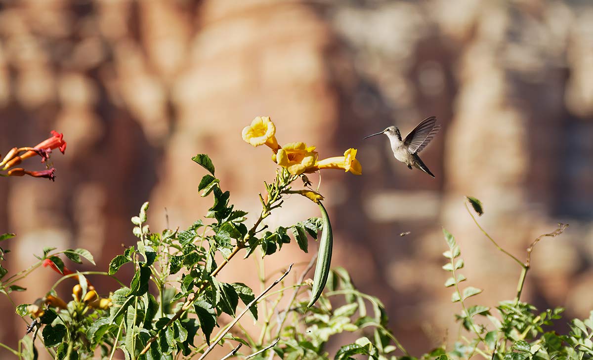 About Sedona Sedona Hummingbird Festival