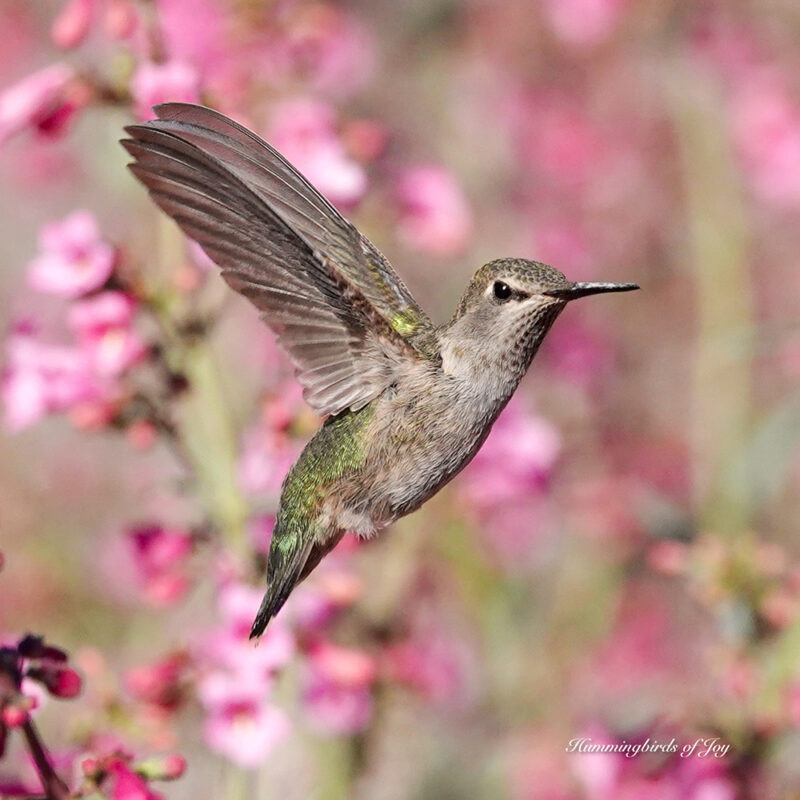 About Sedona Hummingbirds Sedona Hummingbird Festival