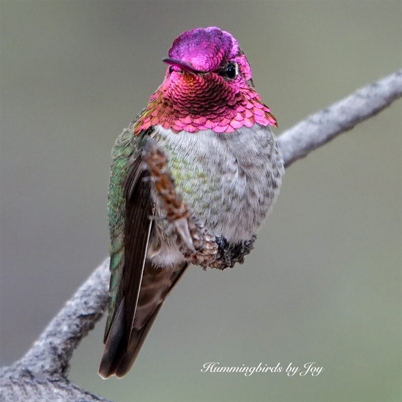 About Sedona Hummingbirds Sedona Hummingbird Festival