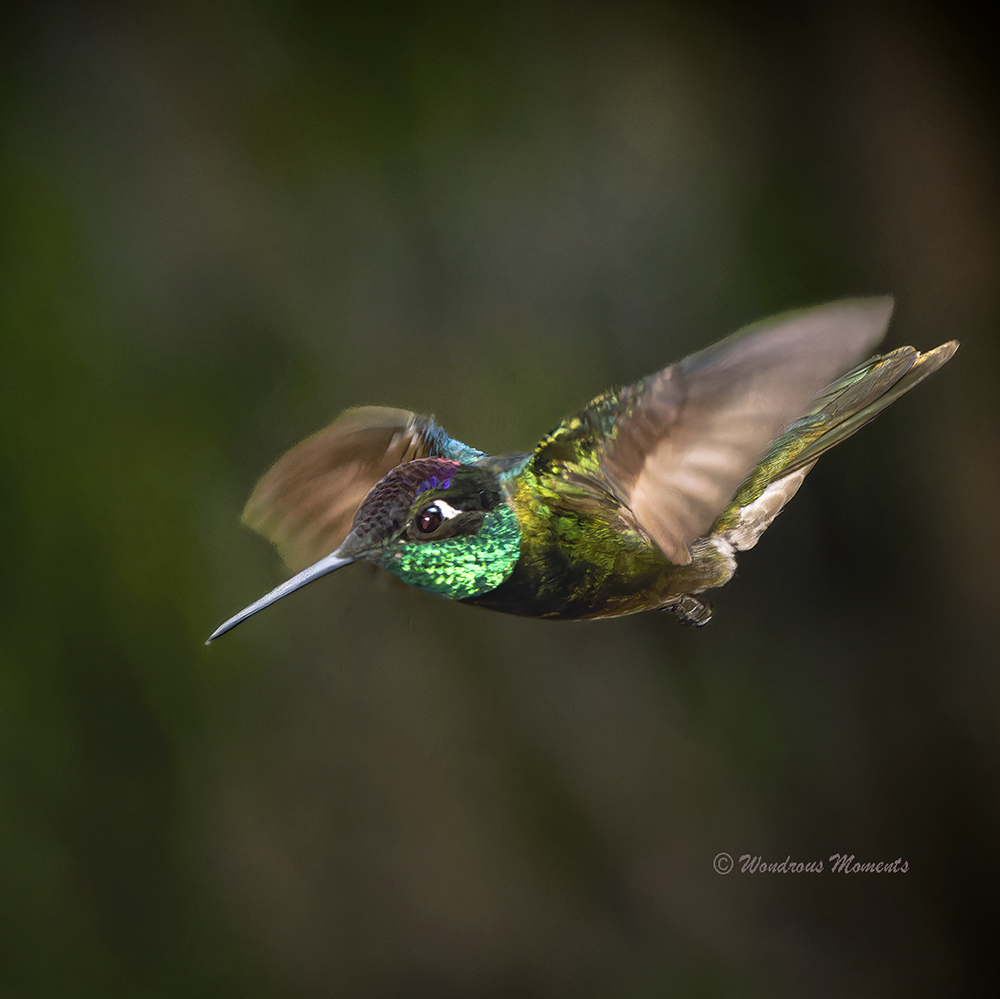 About Sedona Hummingbirds Sedona Hummingbird Festival