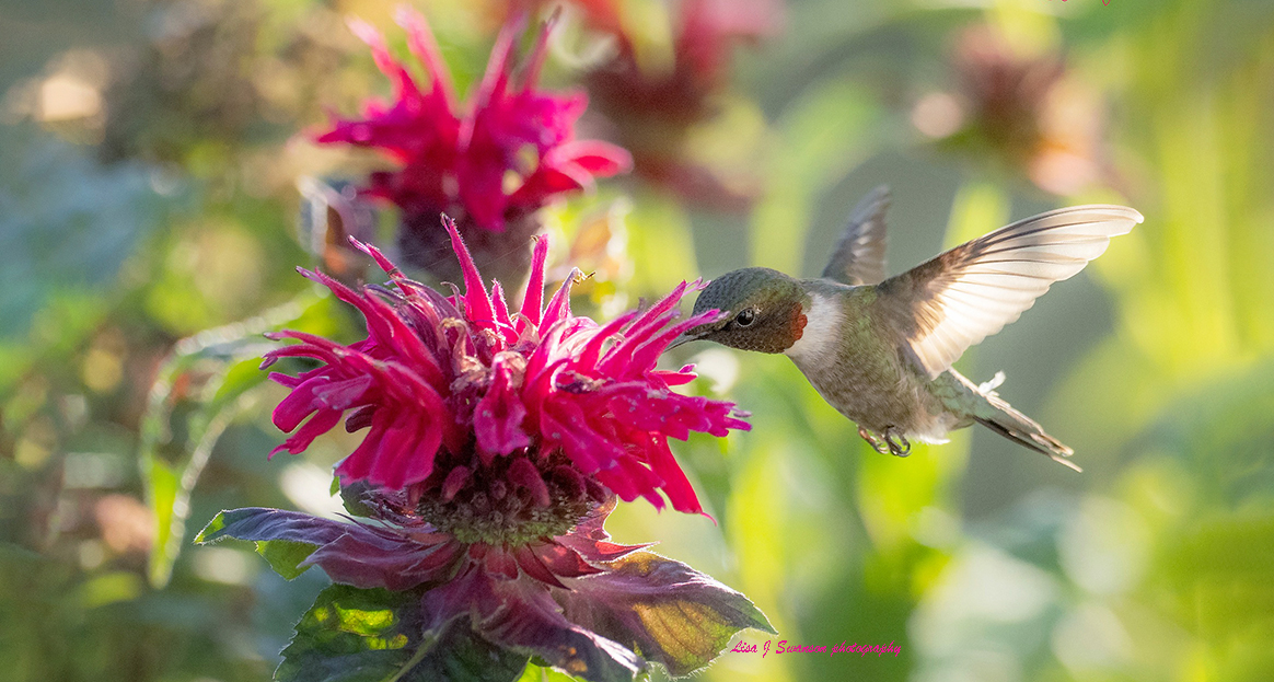 Sedona Hummingbird Festival July 2527, 2025 Come Join Us!