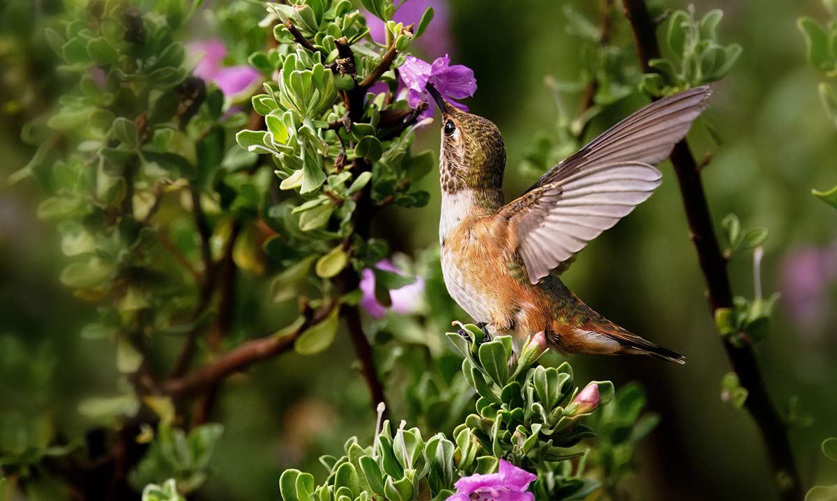 The Hummingbird Marketplace - Sedona Hummingbird Festival