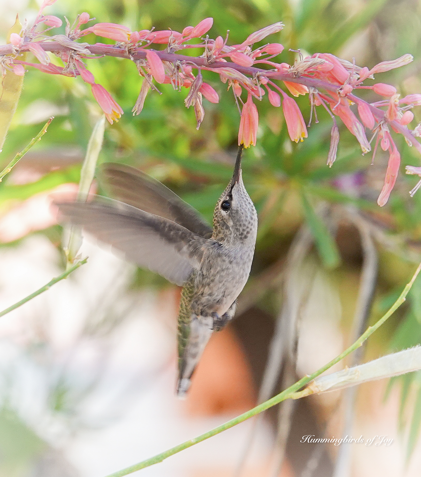 Anna’s Hummingbird at Hesperaloe © Hilary Joy Morejon